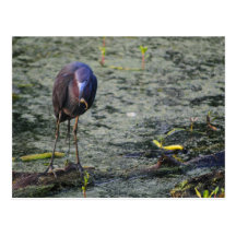 Blue Heron At Breakfast Postcards