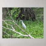 Blue Heron in Draught Posters