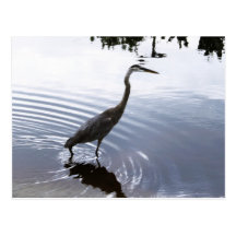 Blue Heron Lake Post Card
