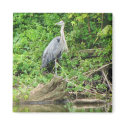 Blue Heron magnets