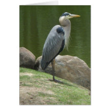 Blue Heron Notecard