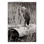 Blue Heron Photograph - Black and White