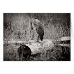 Blue Heron Photograph - Black and White