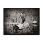Blue Heron Photograph - Black and White
