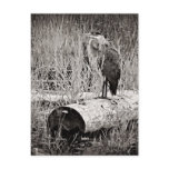 Blue Heron Photograph - Black and White