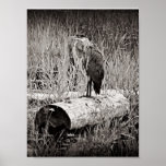 Blue Heron Photograph - Black and White posters