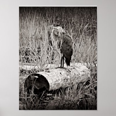 Blue Heron Photograph - Black and White Posters by CountryCorner