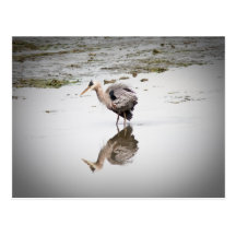 Blue Heron Post Card