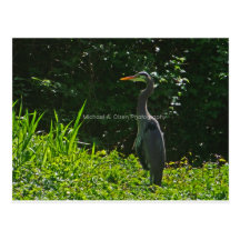 Blue Heron Post Card