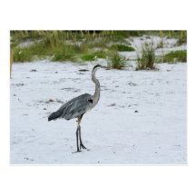 Blue Heron Post Cards