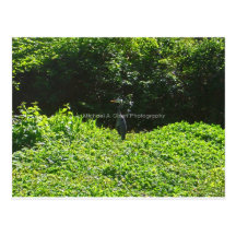 Blue Heron Post Cards