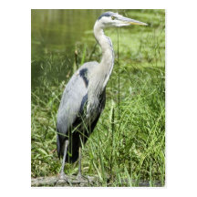 Blue Heron Post Cards