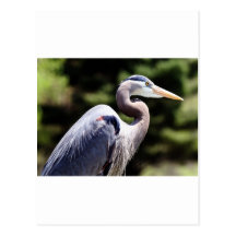 Blue Heron Post Cards