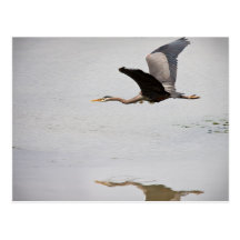 Blue Heron Post Cards