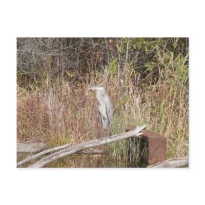 Blue Heron Postcard by bkang22