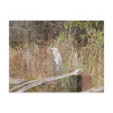 Blue Heron postcards