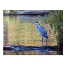 Blue Heron Postcard