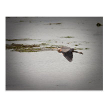 Blue Heron Postcard