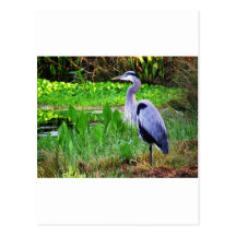 Blue Heron Postcard