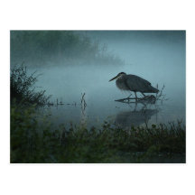 Blue Heron Postcard