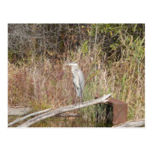 Blue Heron Postcard