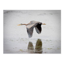 Blue Heron Postcard