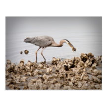 Blue Heron Postcards