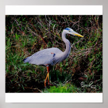Blue Heron Posters