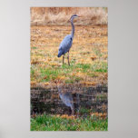 Blue Heron Reflection posters