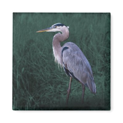 Blue Heron Standing in Grass Magnet by GrandmaDee