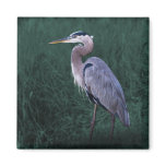 Blue Heron Standing in Grass Magnet