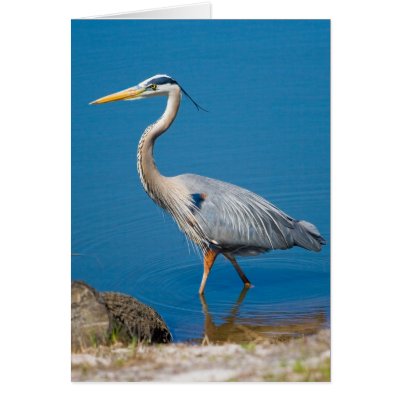 Blue Heron Wading Card by GrandmaDee
