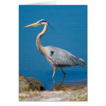 Blue Heron Wading Card
