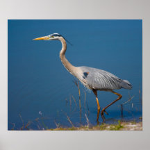 Blue Heron Wading Print