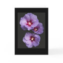 Blue Hibiscus Greetings Card