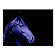 Blue Horse Design Postcard