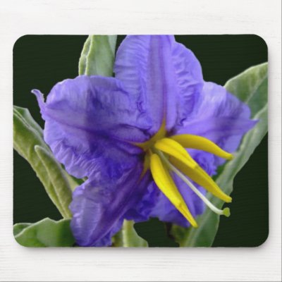 Blue horse nettle mouse pad by photobippy
