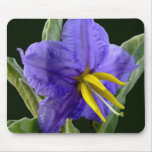 Blue horse nettle mouse pad mousepads