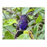 Blue Hummingbird Photo Post Card