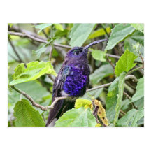 Blue Hummingbird Photo Post Card