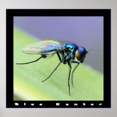 Blue Hunter Print by craftworker