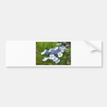 Blue Hydrangea Bumper Stickers