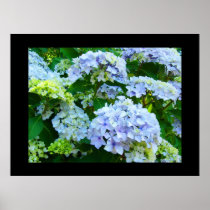 Blue Hydrangea Flowers art prints Green Garden