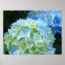 Blue Hydrangea Flowers Garden art prints gifts