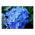 Blue Hydrangea Note Card
