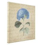 Blue Hydrangea on Vintage Calligraphy Gallery Wrapped Canvas