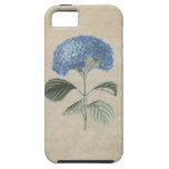 Blue Hydrangea on Vintage Calligraphy Paper iPhone 5 Cover