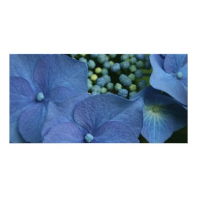 blue hydrangea customized photo card by rickandsuephotogs
