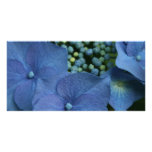 blue hydrangea photo cards