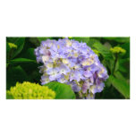 Blue Hydrangea Photo Greeting Card